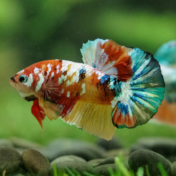 Multicolor/Galaxy Koi Plakat -16 weeks Old