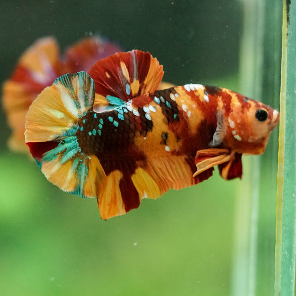 Multicolor/Galaxy Koi Plakat -16 weeks Old