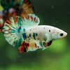 Multicolor/Galaxy Koi Plakat -16 weeks Old