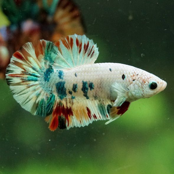 Multicolor/Galaxy Koi Plakat -16 weeks Old