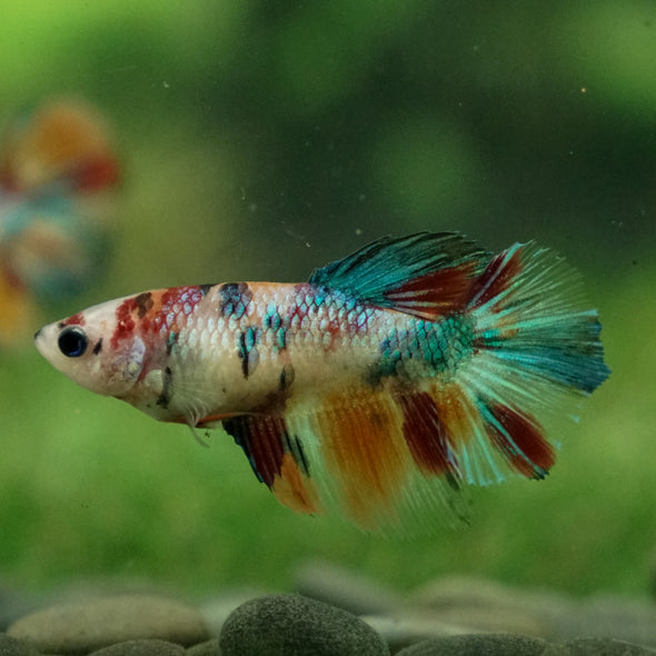 Multicolor/ Galaxy Koi Halfmoon - Female- 13 Weeks Old