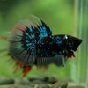 Black Base Galaxy/Candy Koi Halfmoon - 14 weeks old