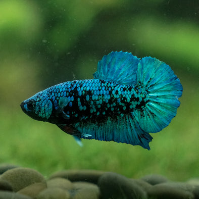 Black Koi Galaxy Plakat (Avatar) -13 weeks Old