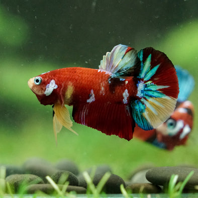 Multicolor/Galaxy Koi Plakat -16 weeks Old