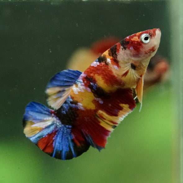Multicolor/ Galaxy Koi Plakat- Female- 13 Weeks Old