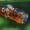 Multicolor/ Galaxy Koi Plakat- Female- 13 Weeks Old