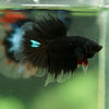 Black Base Galaxy/Candy Koi Halfmoon - 14 weeks old