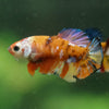 Multicolor/ Galaxy Koi Plakat- Female- 13 Weeks Old