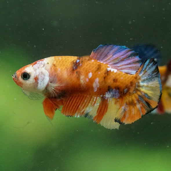 Multicolor/ Galaxy Koi Plakat- Female- 13 Weeks Old
