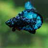 Black Koi Galaxy Plakat (Avatar) -13 weeks Old