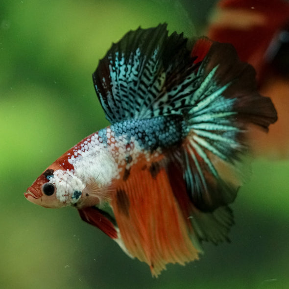 Galaxy/Candy Koi Halfmoon - 10 weeks old