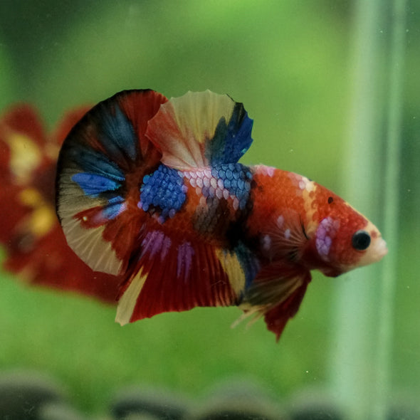 Multicolor/Galaxy Koi Plakat -13 weeks Old