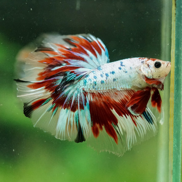 Galaxy/Candy Koi Halfmoon - 13 weeks old