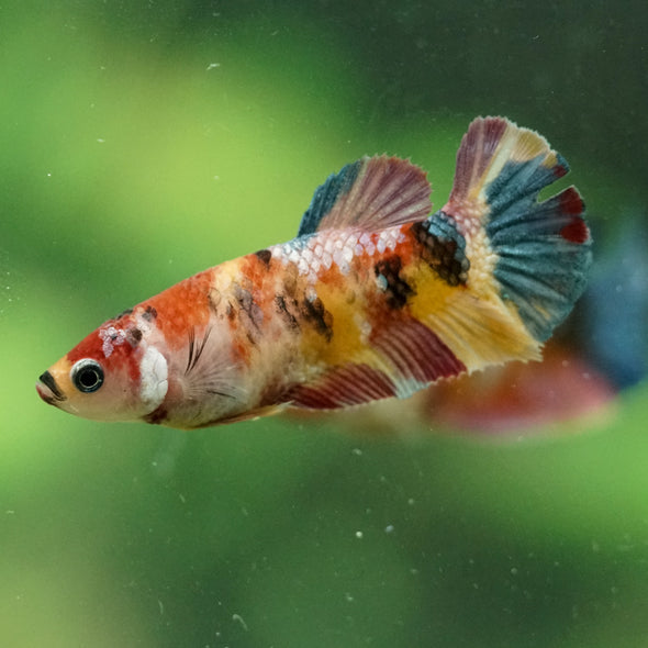 Multicolor/ Galaxy Koi Plakat- Female- 13 Weeks Old