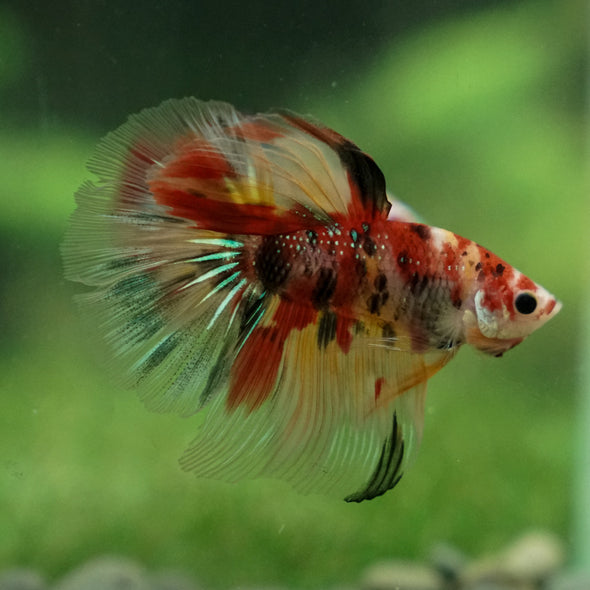 Galaxy Koi Halfmoon - 13 weeks old