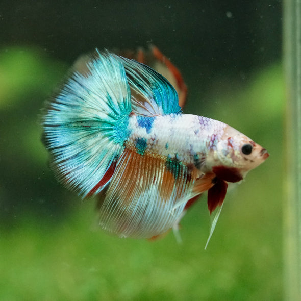 Galaxy/Candy Koi Halfmoon - 14 weeks old