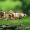 Multicolor/ Galaxy Koi Plakat - Female- 13 Weeks Old