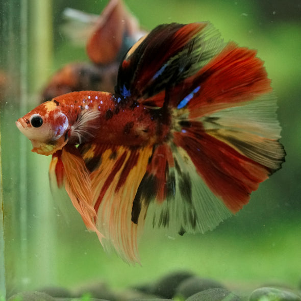 Galaxy/Candy Koi Halfmoon - 14 weeks old
