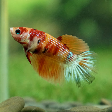 Multicolor/ Galaxy Koi Halfmoon - Female- 13 Weeks Old