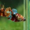 Multicolor/ Galaxy Koi Plakat - Female- 13 Weeks Old