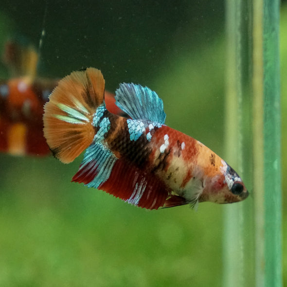 Multicolor/ Galaxy Koi Plakat - Female- 13 Weeks Old