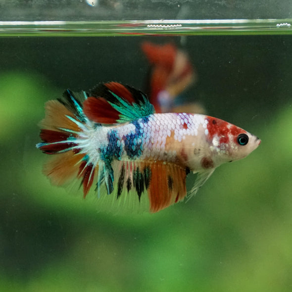 Multicolor/ Galaxy Koi Halfmoon- Female- 13 Weeks Old