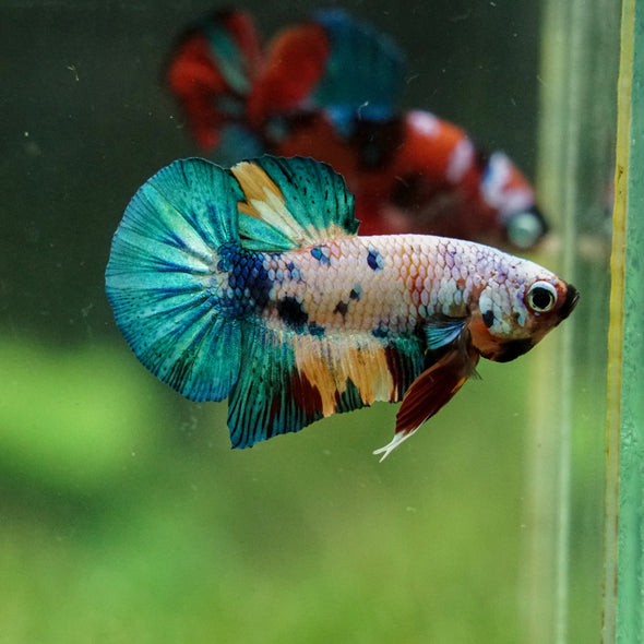 Multicolor/Galaxy Koi Plakat -16 weeks Old