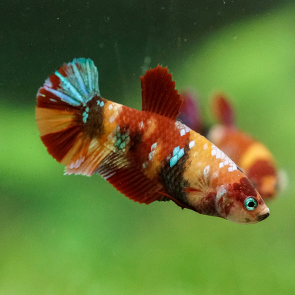 Multicolor/ Galaxy Koi Plakat- Female- 13 Weeks Old