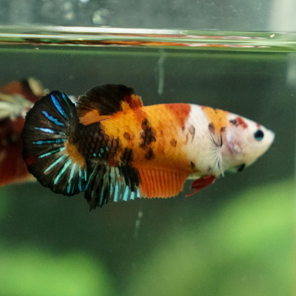 Pack of 2 Multicolored/Galaxy Koi Plakat - Female