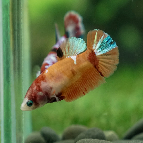 Multicolor/ Galaxy Koi Plakat- Female- 13 Weeks Old