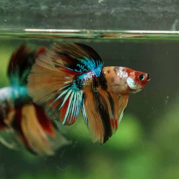 Galaxy Koi Halfmoon - 10 weeks old
