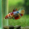 Multicolor/ Galaxy Koi Halfmoon - Female- 13 Weeks Old