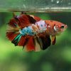 Multicolor/ Galaxy Koi Halfmoon- Female- 13 Weeks Old