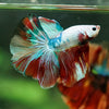 Galaxy/Candy Koi Halfmoon - 14 weeks old