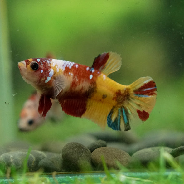 Multicolor/ Galaxy Koi Plakat- Female- 13 Weeks Old