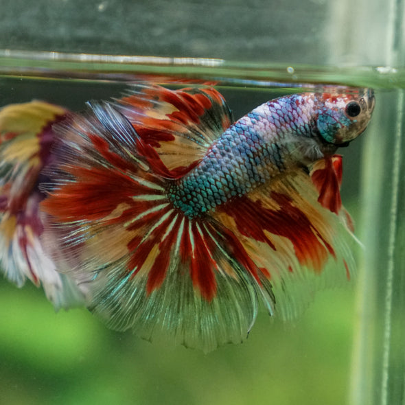 Galaxy/Candy Koi Halfmoon - 13 weeks old