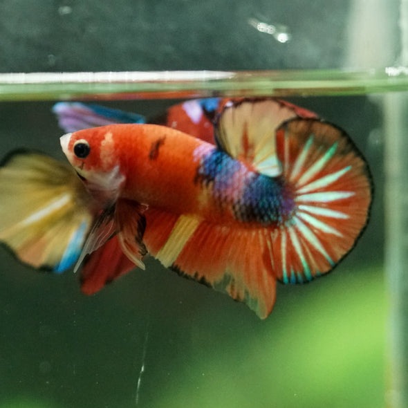 Multicolor/Galaxy Koi Plakat -10 weeks Old