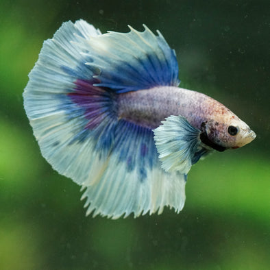 Dumbo Halfmoon - 12 weeks old