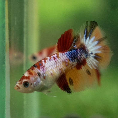 Multicolor/ Galaxy Koi Halfmoon - Female- 13 Weeks Old