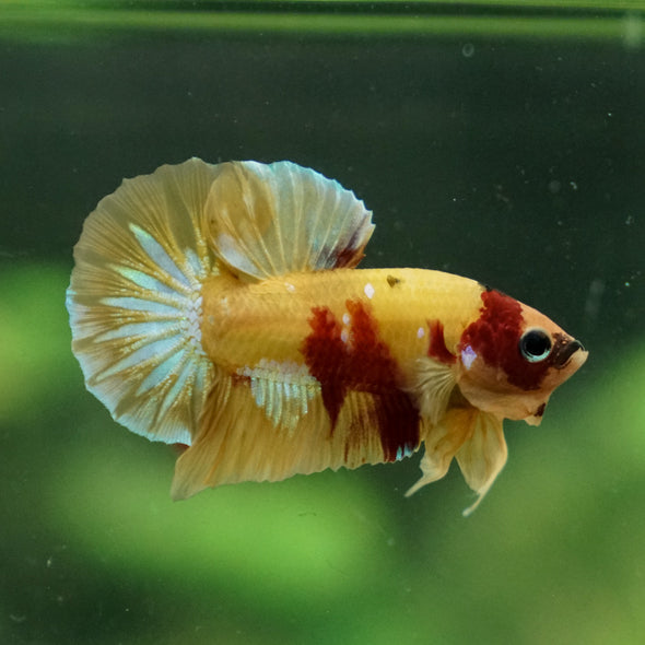 Multicolor/Galaxy Koi Plakat -13 weeks Old