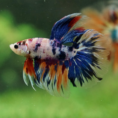 Galaxy/Candy Koi Halfmoon - 13 weeks old