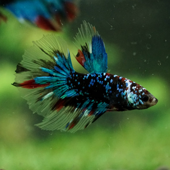 Black Base Galaxy Koi Halfmoon (Avatar) - 14 weeks old
