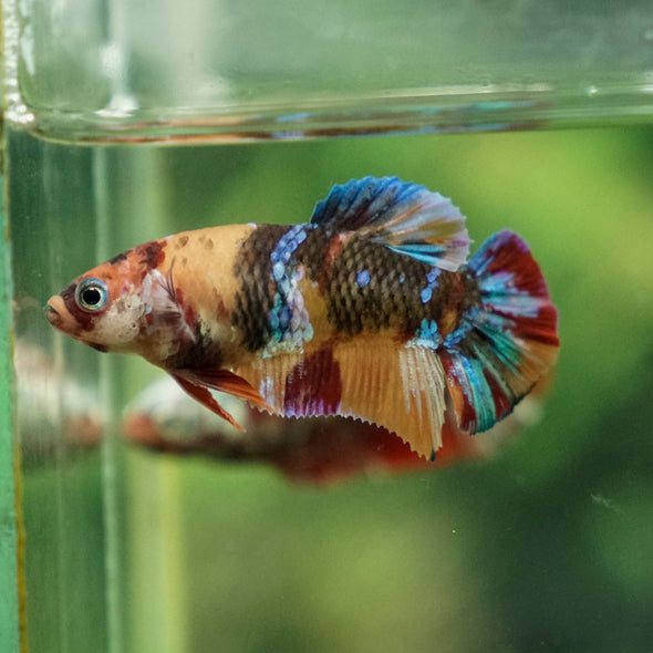 Multicolor/ Galaxy Koi Plakat - Female- 13 Weeks Old