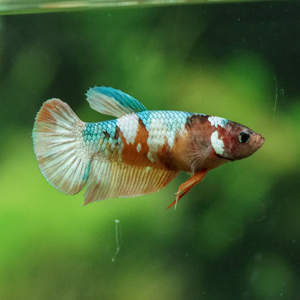 Multicolor/ Galaxy Koi Plakat- Female- 13 Weeks Old