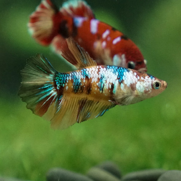 Multicolor/ Galaxy Koi Halfmoon- Female- 13 Weeks Old