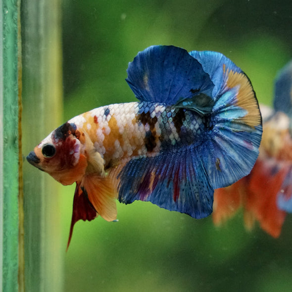Multicolor/Galaxy Koi Plakat -16 weeks Old