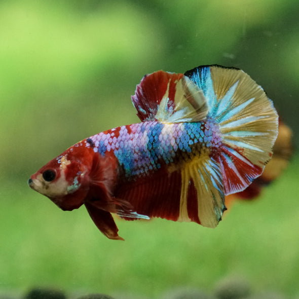 Multicolor/Galaxy Koi Plakat -13 weeks Old