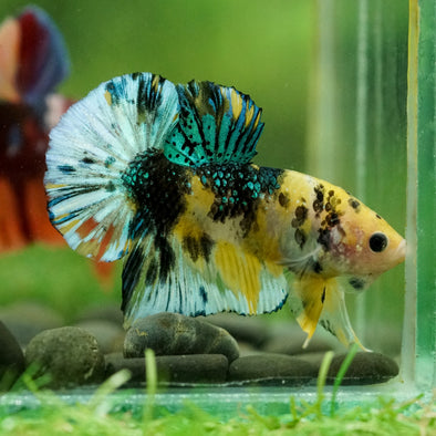 Multicolor/Galaxy Koi Plakat -16 weeks Old