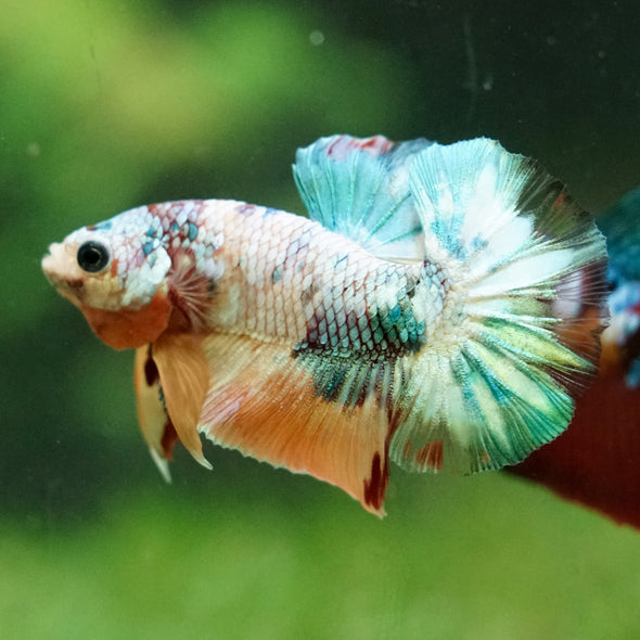 Multicolor/Galaxy Koi Plakat -16 weeks Old