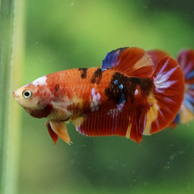 Multicolor/ Galaxy Koi Plakat- Female- 13 Weeks Old